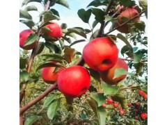 红富贵苹果苗 耐寒抗寒苹果苗 耐寒果树零下42度