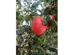 黑苹果树苗种植 矮化苹果树苗供应