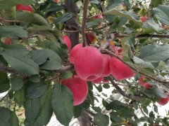 基地**瑞香红苹果树苗 产量高 果实丰厚价格低诚信经营